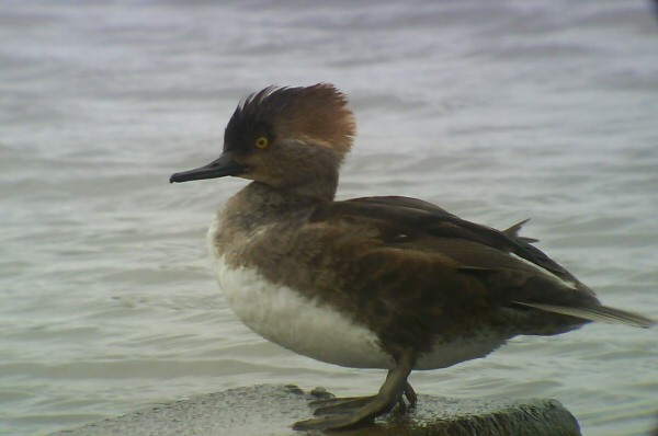 Hooded Merganser