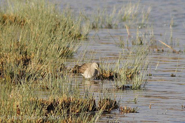 Long-billed Dowitcher