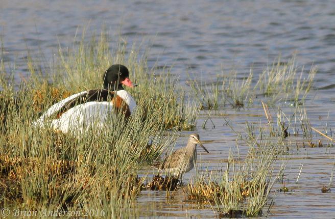 Long-billed Dowitcher
