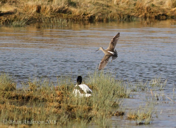 Long-billed Dowitcher