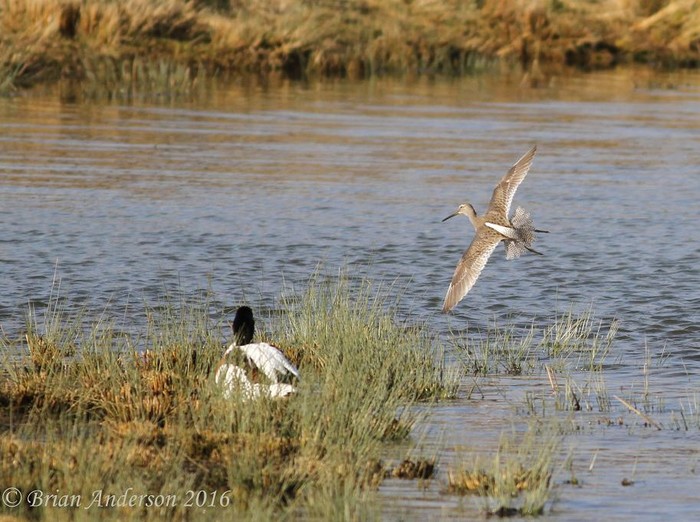 Long-billed Dowitcher