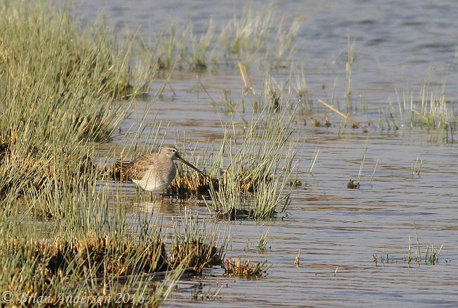 Long-billed Dowitcher
