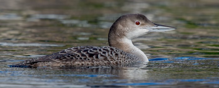 Great Northern Diver