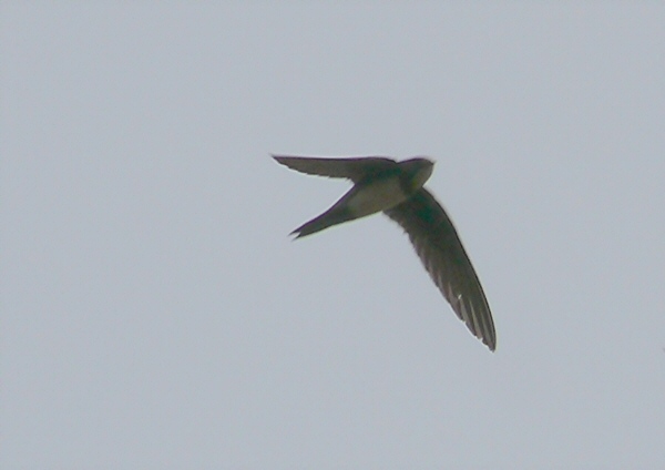 Alpine Swift