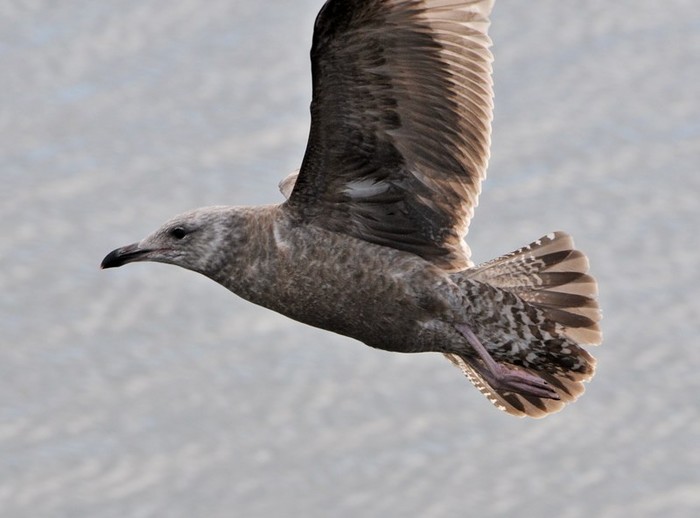American Herring Gull