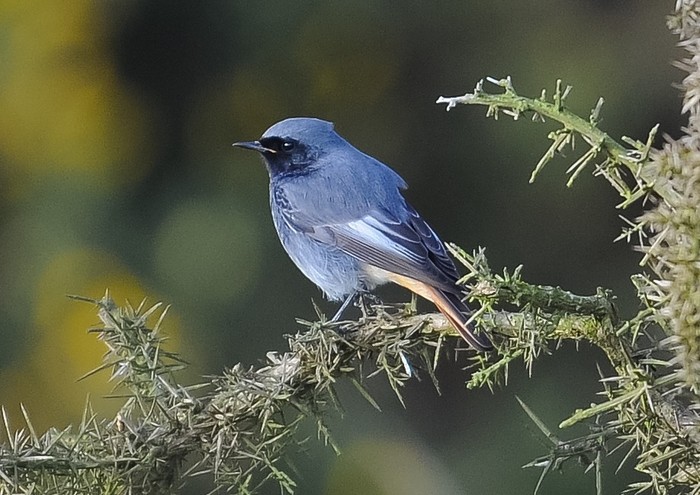 Black Redstart