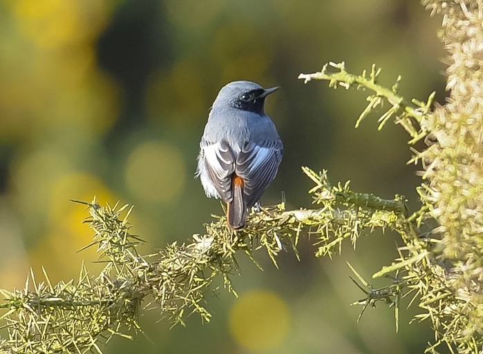 Black Redstart