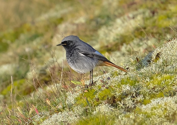Black Redstart
