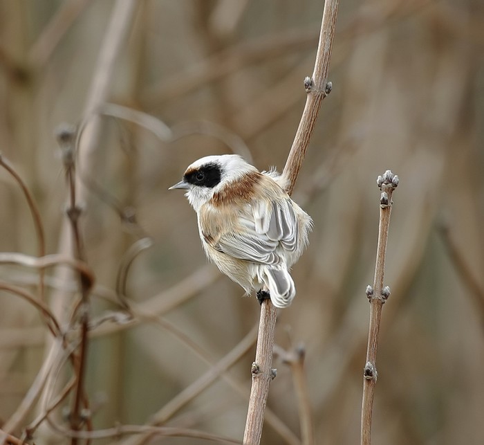 Penduline Tit