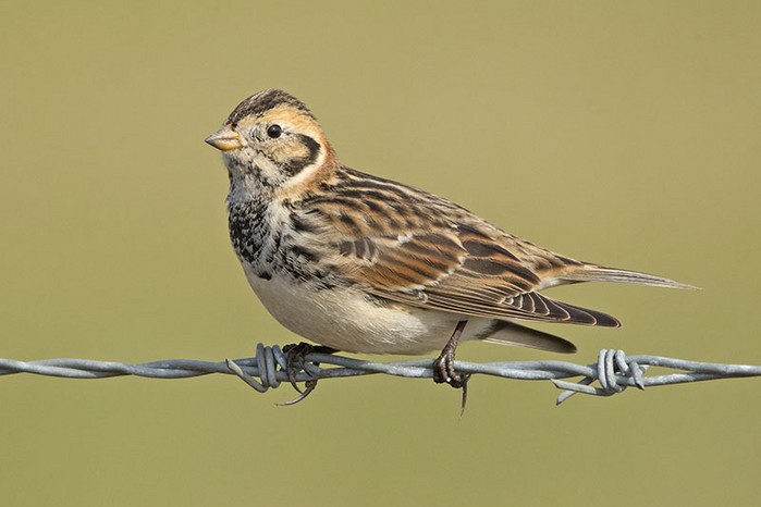 Lapland Bunting