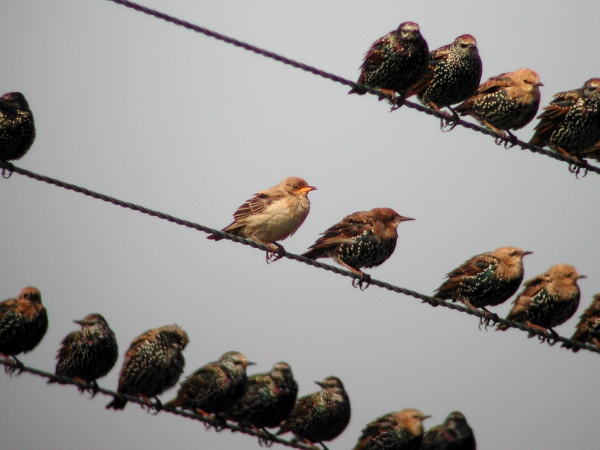 Rose-coloured Starling