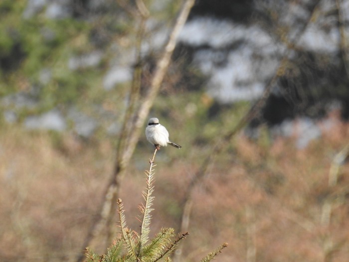 Great Grey Shrike