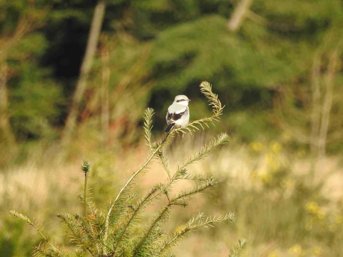 Great Grey Shrike