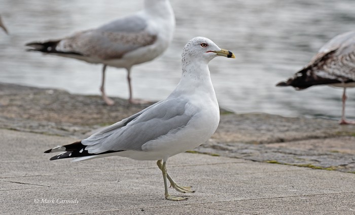 Ring-billed Gull