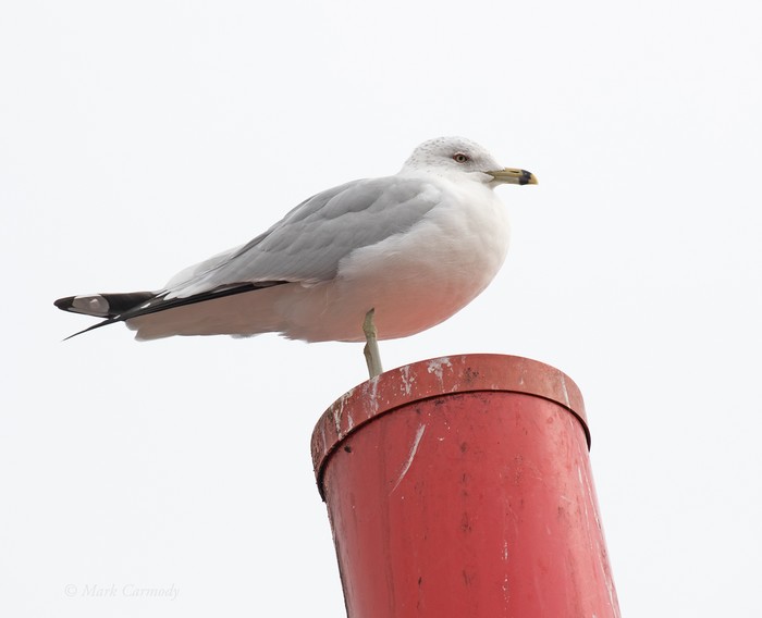 Ring-billed Gull