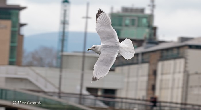 Ring-billed Gull