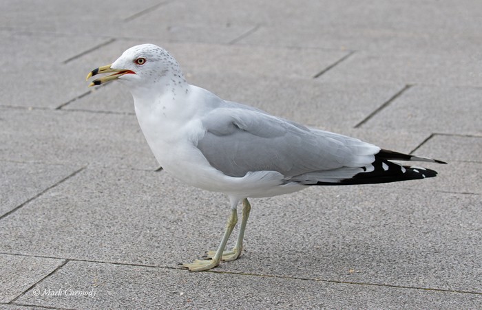 Ring-billed Gull