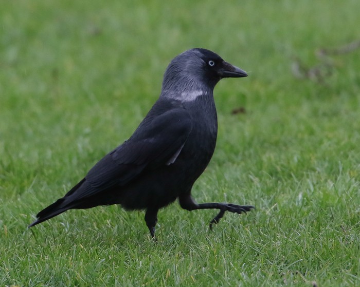Jackdaw