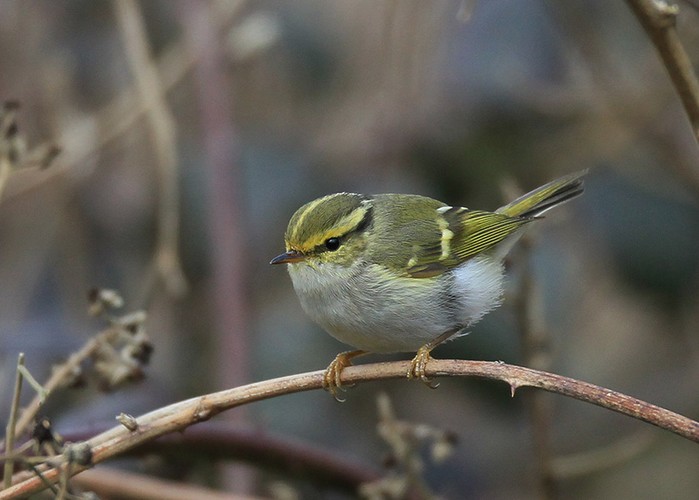 Pallas's Warbler