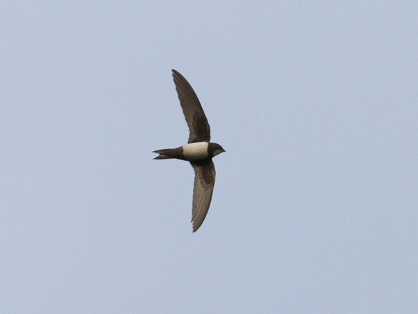 Alpine Swift