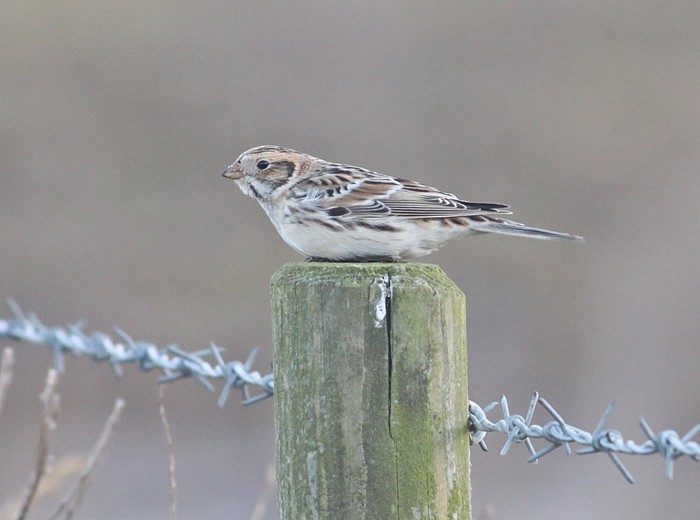 Lapland Bunting