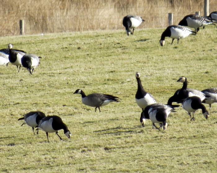 Richardson's Cackling Goose