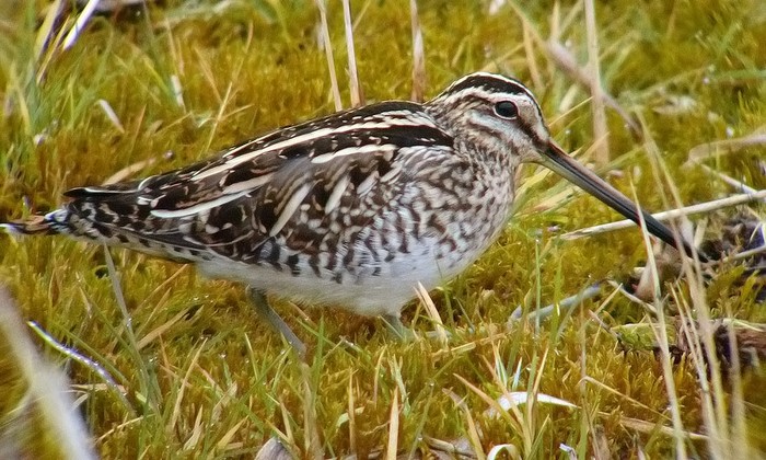 Snipe