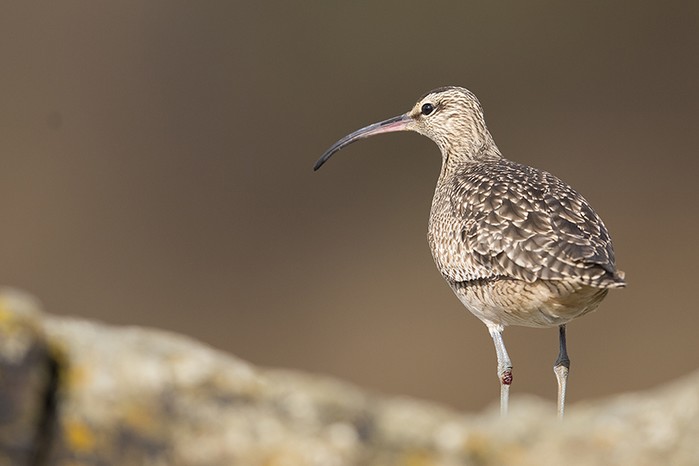 Hudsonian Whimbrel