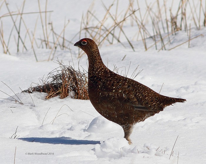 Red Grouse