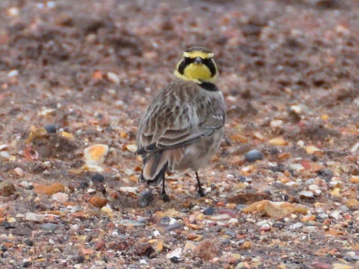 Shorelark