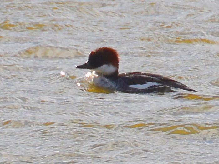 Smew