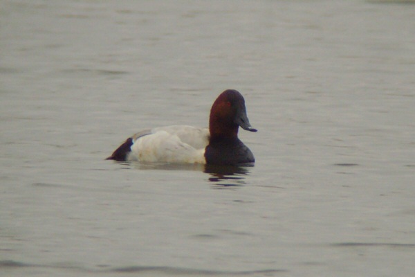 Canvasback