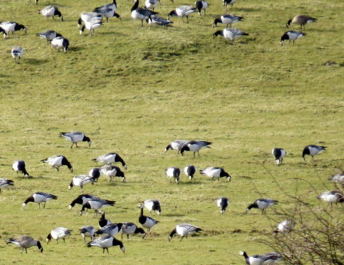 Richardson's Cackling Goose