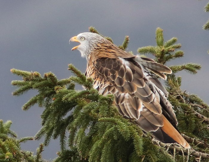 Red Kite