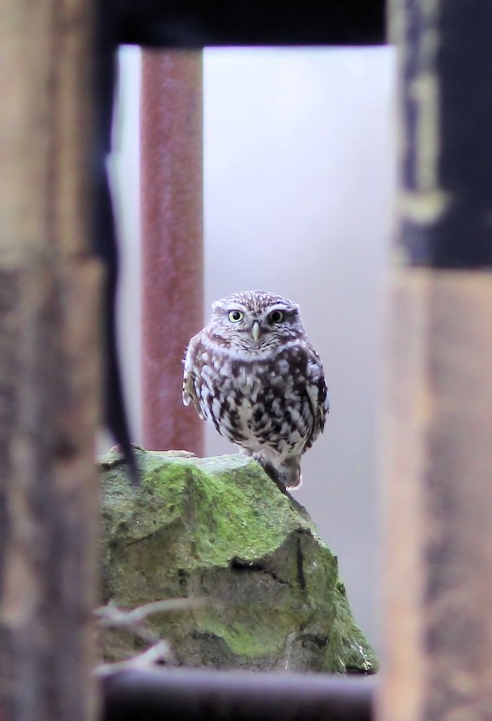 Little Owl