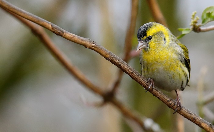 Siskin