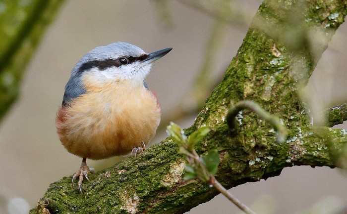 Nuthatch