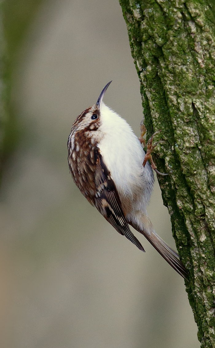 Treecreeper