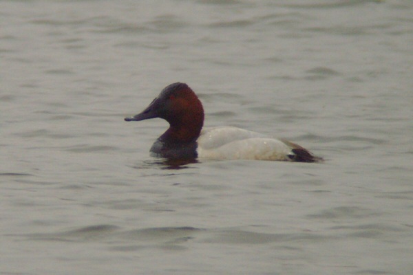 Canvasback