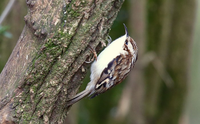 Treecreeper