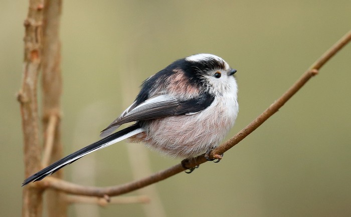 Long-tailed Tit