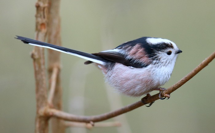 Long-tailed Tit