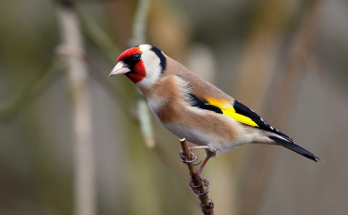 Goldfinch