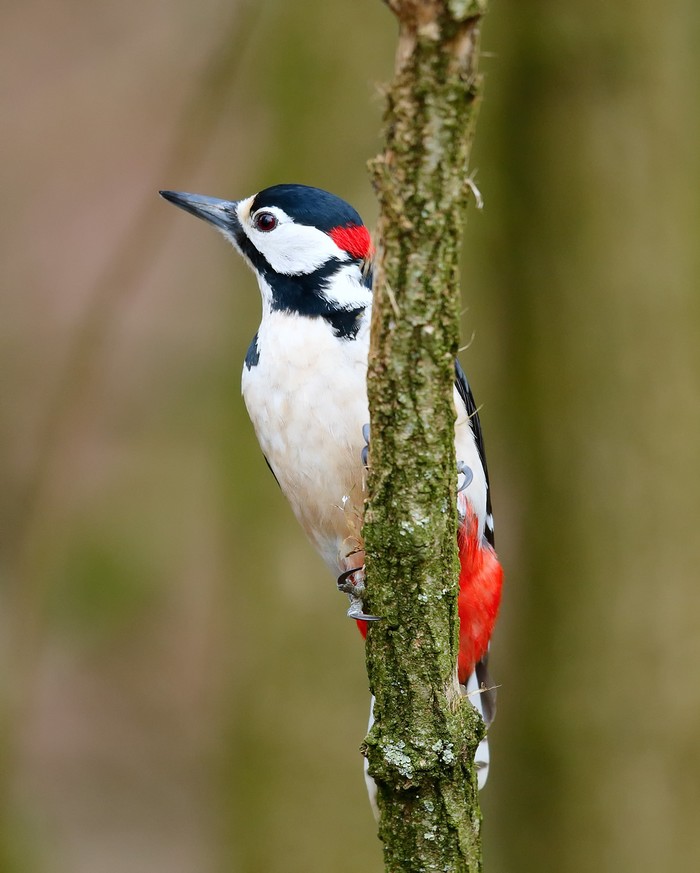 Great Spotted Woodpecker