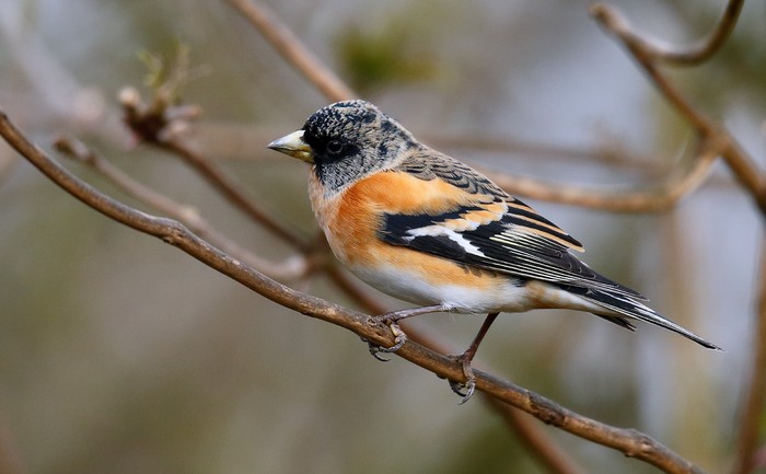 Brambling