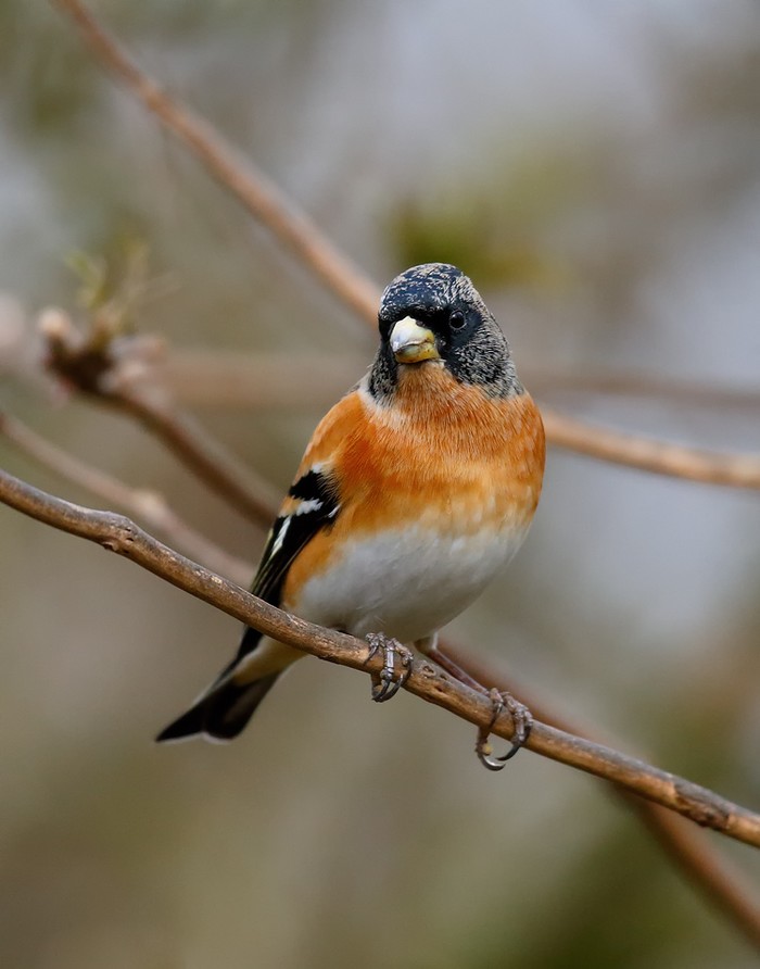 Brambling