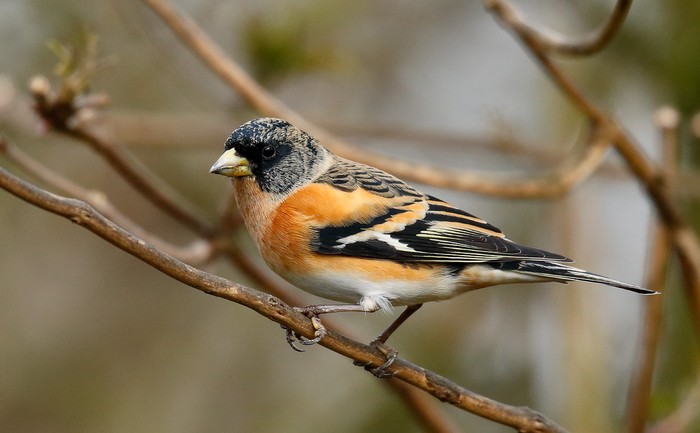 Brambling