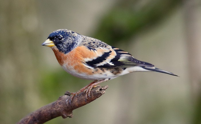 Brambling