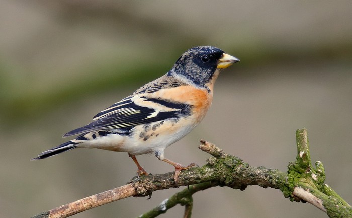 Brambling