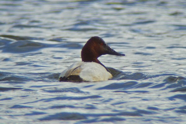 Canvasback